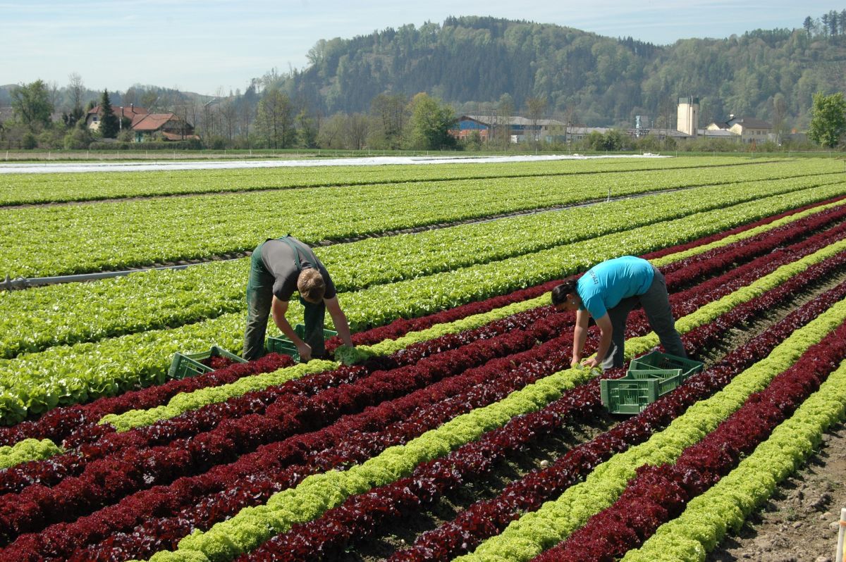 © Hamedinger, LK OÖ